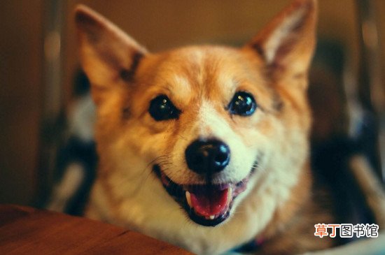 柯基犬脸长是怎么回事