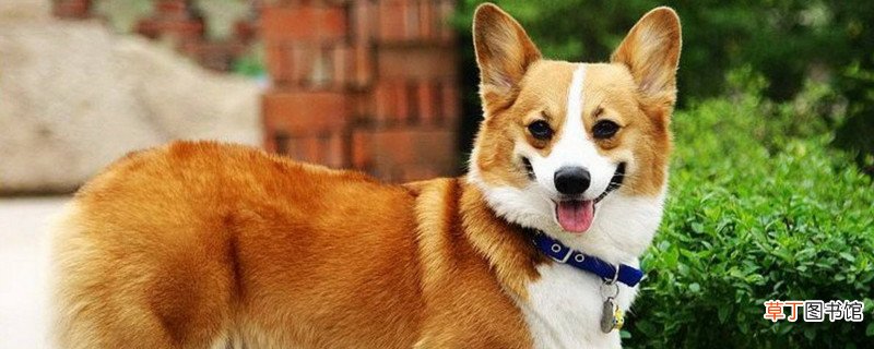 柯基犬脸长是怎么回事