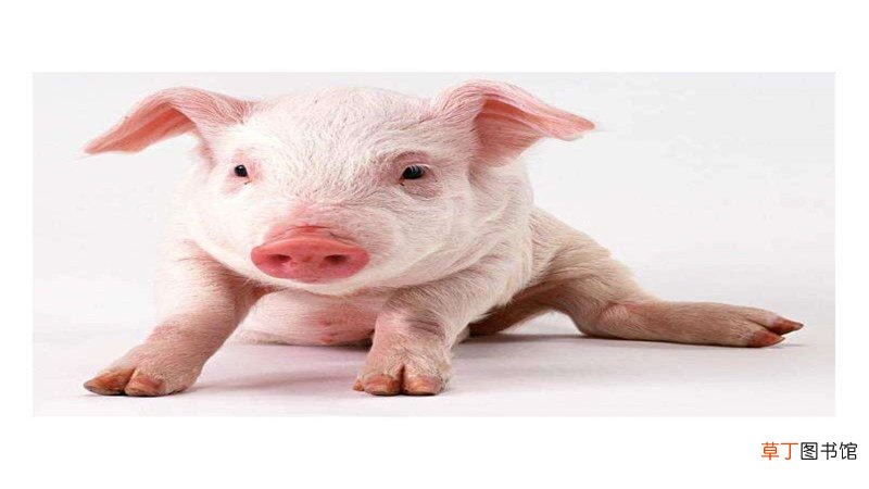 属猪起名字禁忌