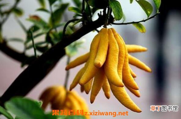 招财佛手如何养 招财佛手的养殖方法