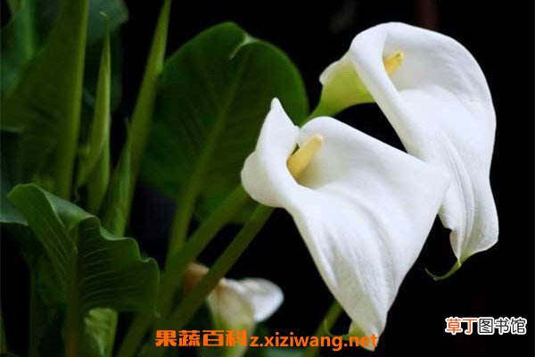 马蹄莲如何养殖 马蹄莲的养殖方法