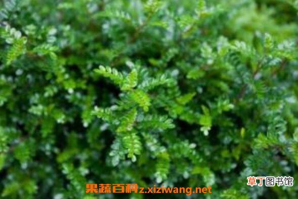 清香木与胡椒木的区别