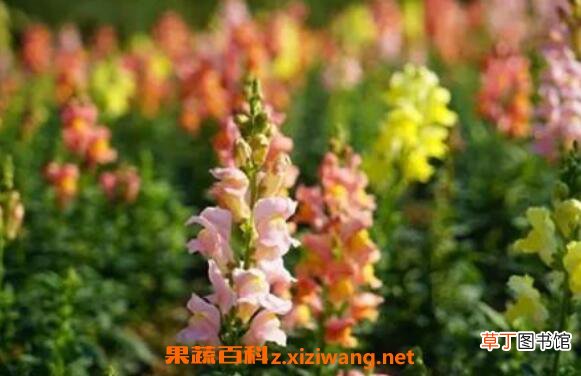 金鱼草怎么养殖方法 金鱼草怎么修剪