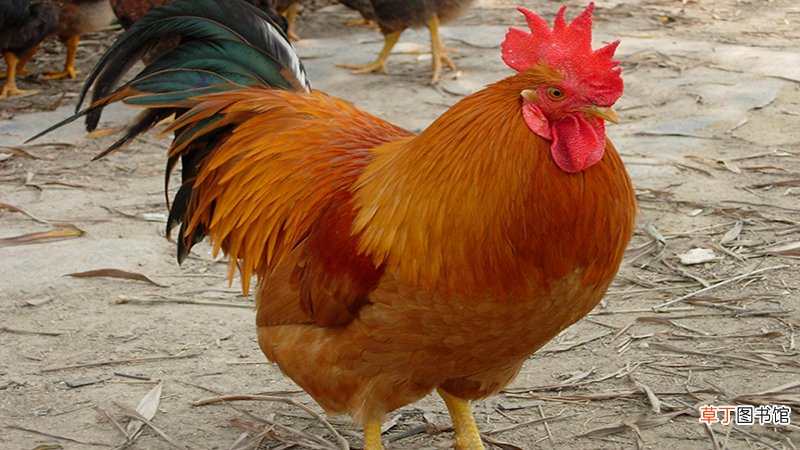 属鸡和属鸡的婚姻如何