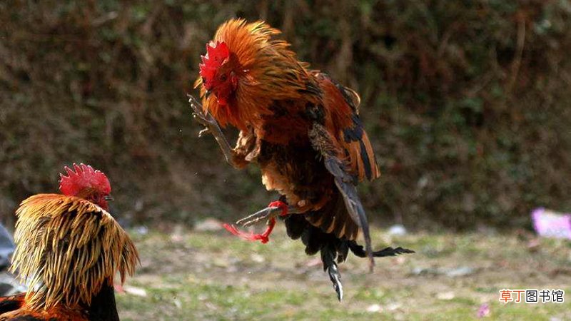 属鸡和属鸡的婚姻如何