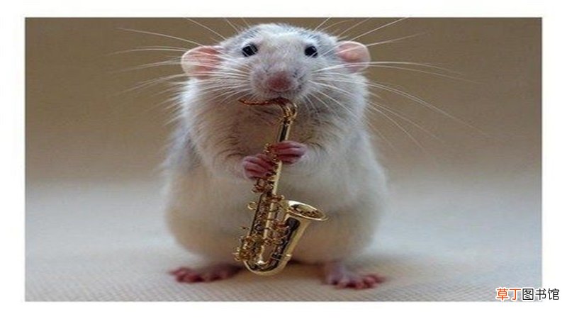 属鼠和属猪相克吗