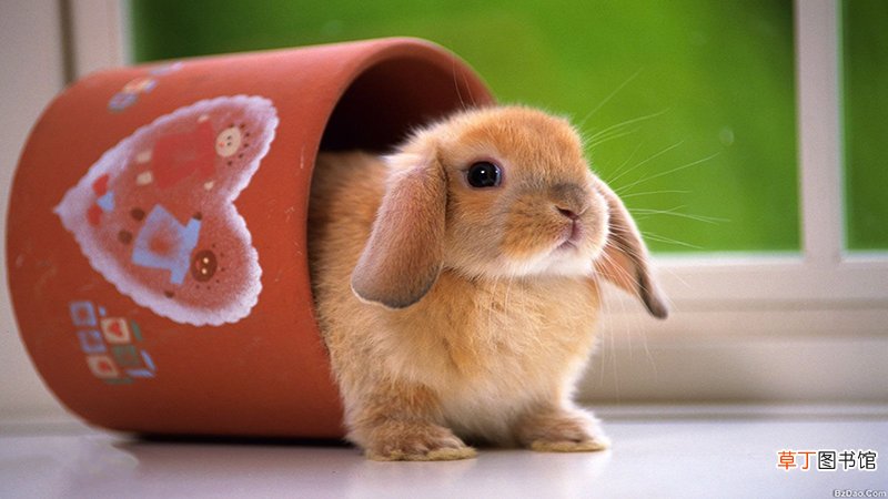 属虎属兔适合住的楼层