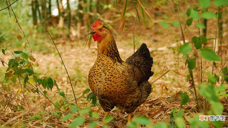 属鸡跟什么相冲