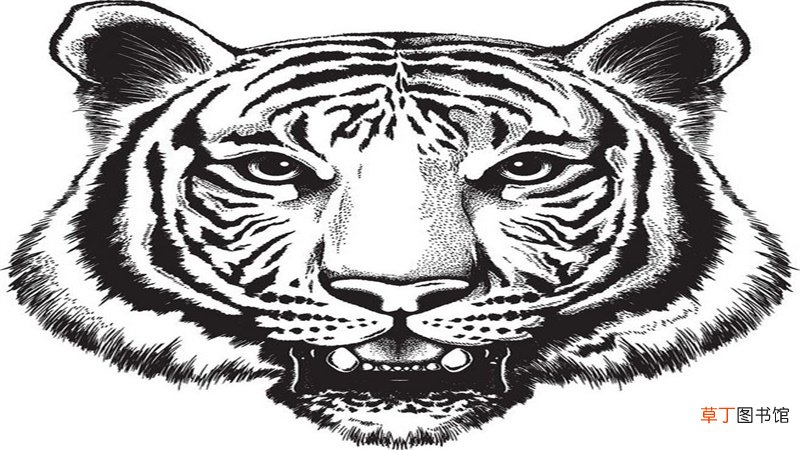 属鼠与属虎的相配吗