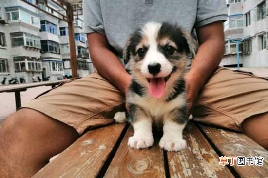 柯基容易生病吗