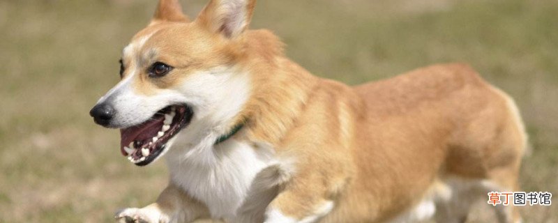 柯基容易生病吗