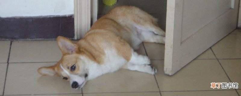 柯基几个月换胎毛