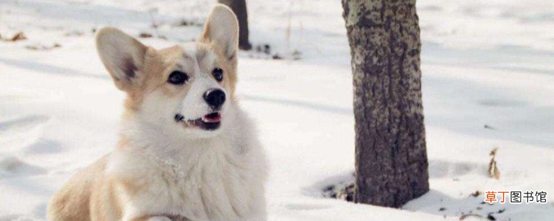 柯基可以喝酸奶吗