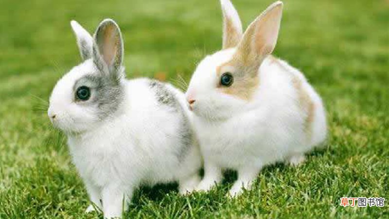 十二生肖卯兔的故事