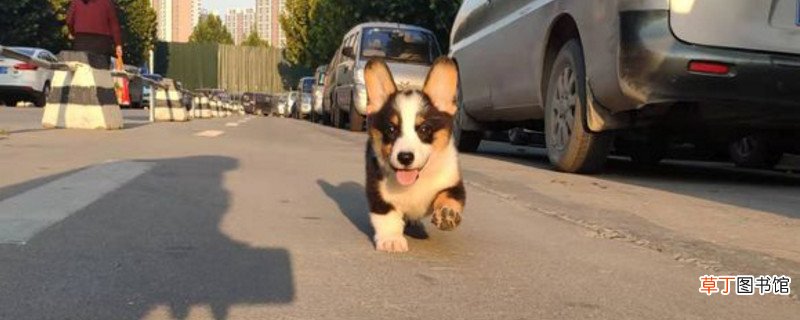 柯基没精神怎么回事