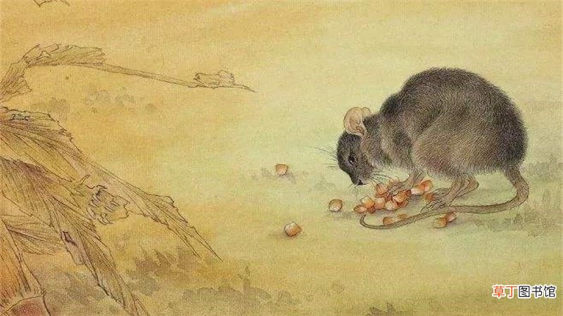 鼠和龙属相合不合