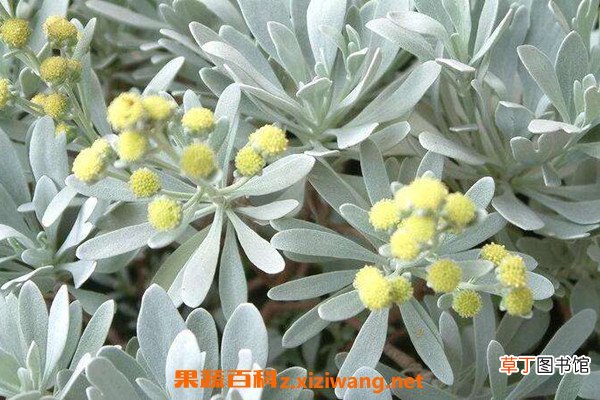 芙蓉菊的功效与作用 芙蓉菊的药用价值