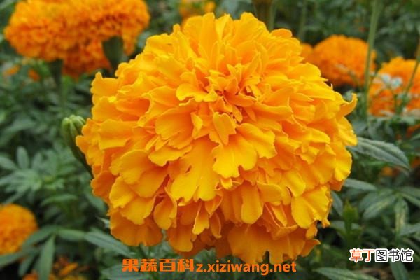 孔雀草和万寿菊的区别