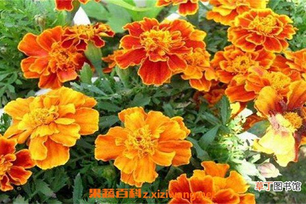 孔雀草和百日草的区别