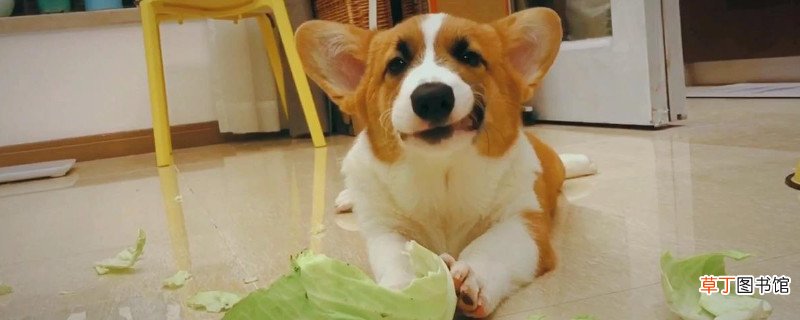 成年柯基一天吃多少