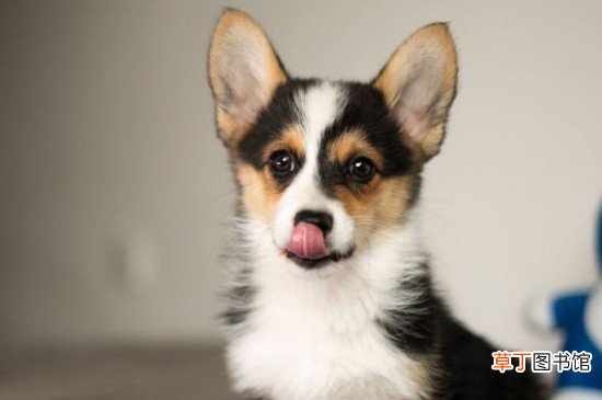 柯基一天睡几个小时