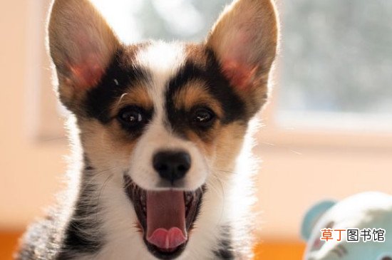 柯基一天睡几个小时