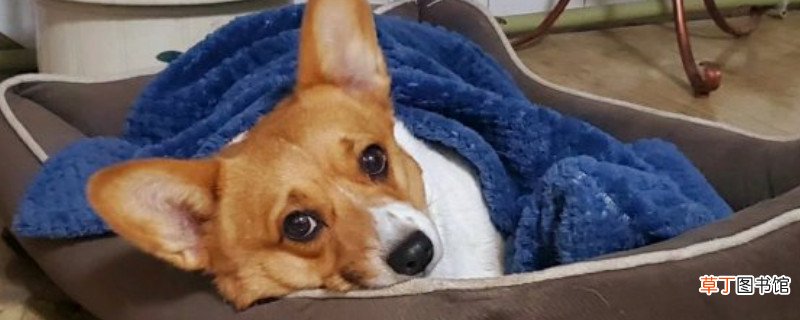 柯基一天睡几个小时