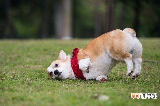 柯基凶吗