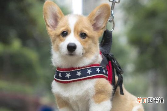 1500买个柯基合适不，柯基犬一般在狗市卖多少一个