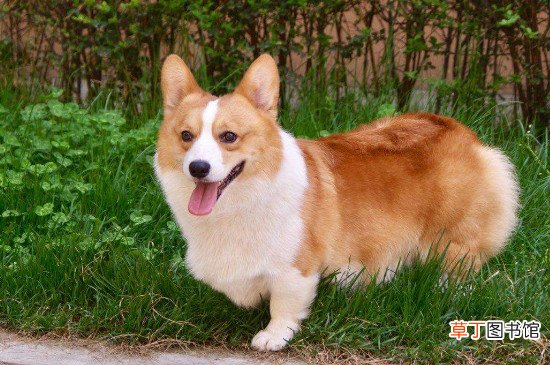 2500可以买纯种柯基吗，柯基两千五一只贵吗