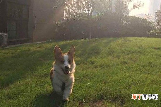 柯基卖2000靠谱吗