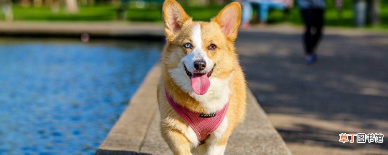 柯基犬怎么训听话