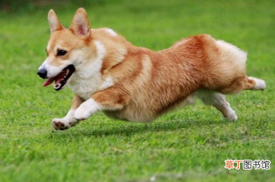 柯基犬怎么训听话