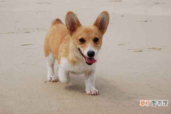 柯基断尾后还会长吗