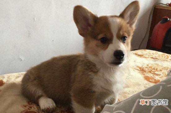 纯种柯基犬价格多少钱一只，正常柯基什么价钱