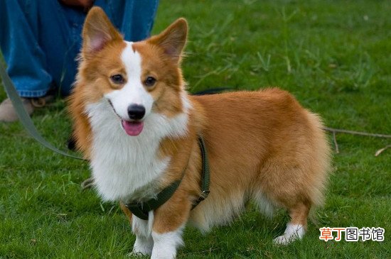 纯种柯基犬价格多少钱一只，正常柯基什么价钱