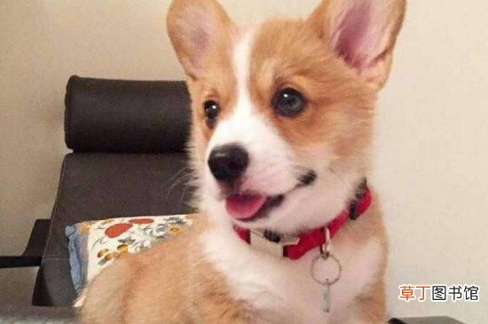 纯种柯基犬价格多少钱一只，正常柯基什么价钱