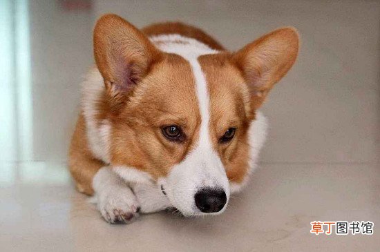 纯种柯基犬价格多少钱一只，正常柯基什么价钱