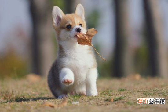 柯基冬天怕不怕冷