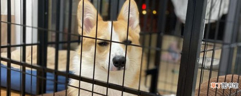 柯基冬天怕不怕冷