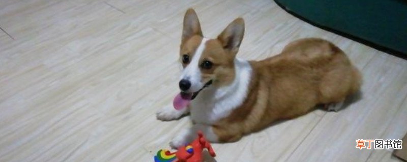 柯基晚上不睡觉妙招