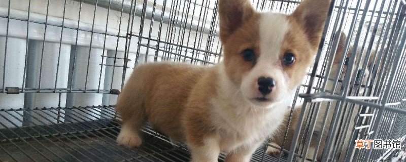 柯基犬的优缺点