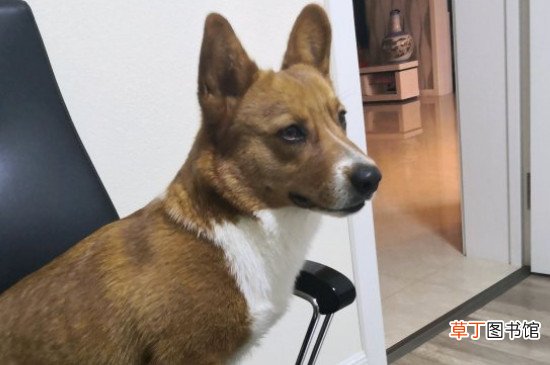 柯基犬的优缺点