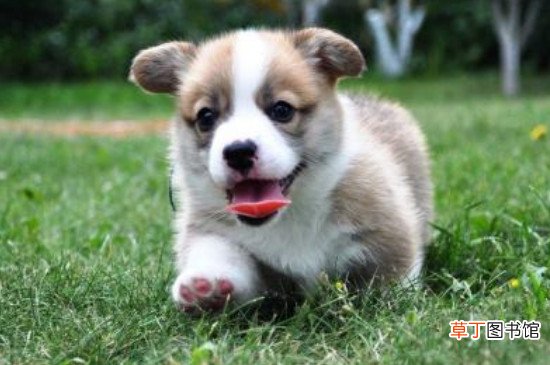 柯基犬怎么看纯不纯