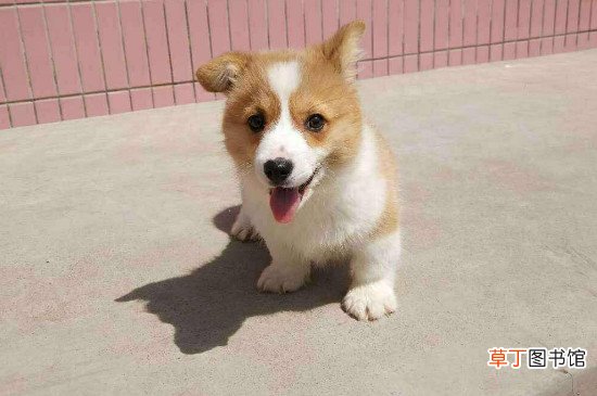 柯基犬怎么看纯不纯