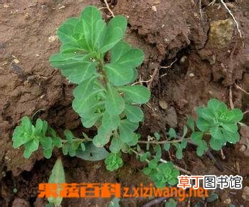 泽漆的功效与作用