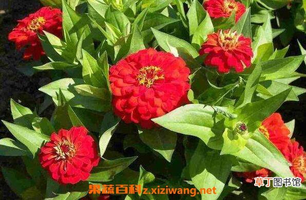 家里千万不能养的6种花 哪些花不能养殖在家里