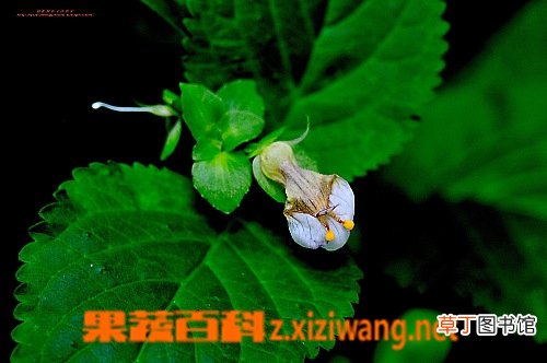 藏玄参的功效与作用