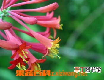 贯叶忍冬的功效与培育
