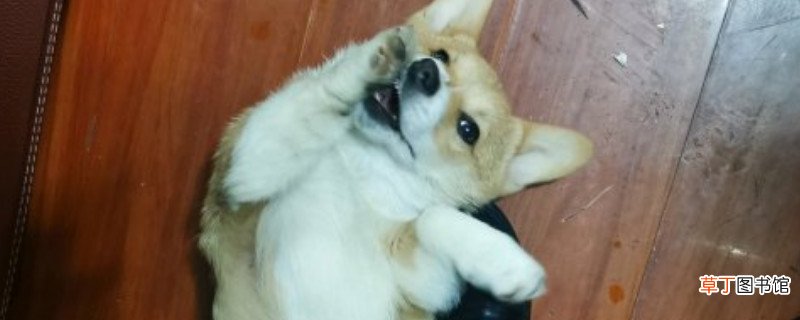 柯基从小到大毛色变化